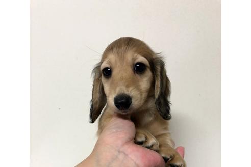 成約済の兵庫県のカニンヘンダックスフンド(ロングヘアード)-102335の1枚目